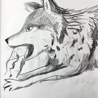 pencil drawing of a wolf eating a bone 